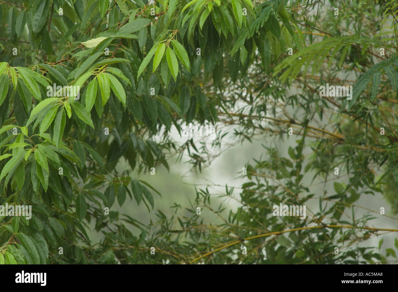 Regen fällt auf tropischen Schefflera Zierbaum in Florida Umbrella Tree Stockfoto