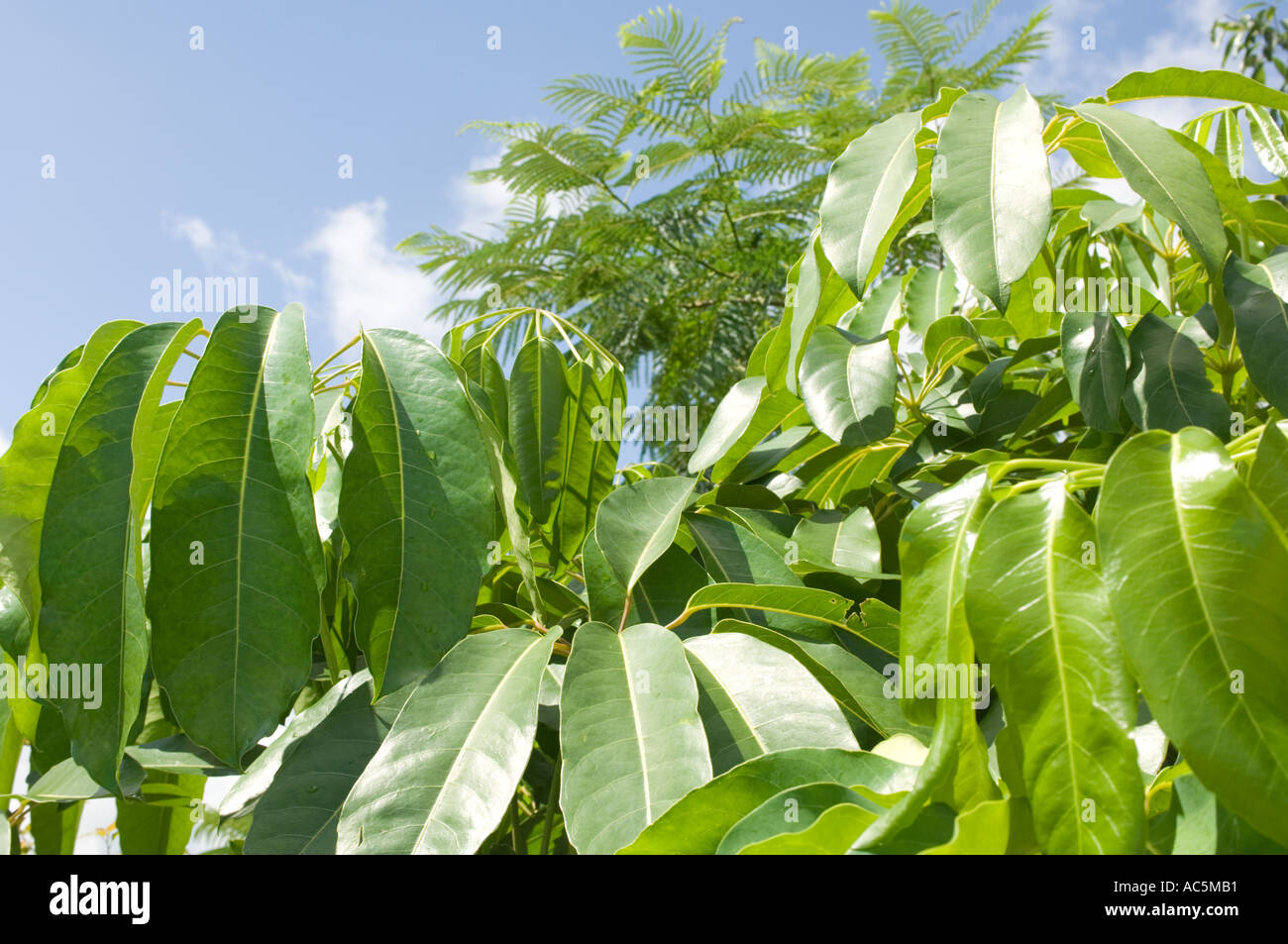 Blätter der Schefflera Zierbaum, auch genannt Umbrella Tree in Florida Stockfoto