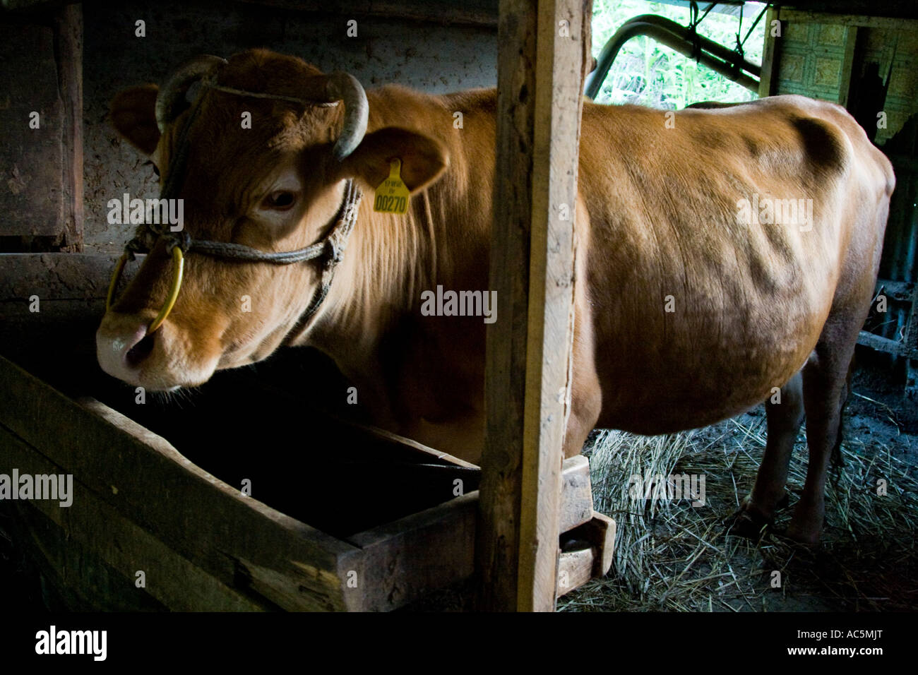 Kuh-Steer-Vieh in Chungcheongbuk tun Provinz South Korea Stockfoto