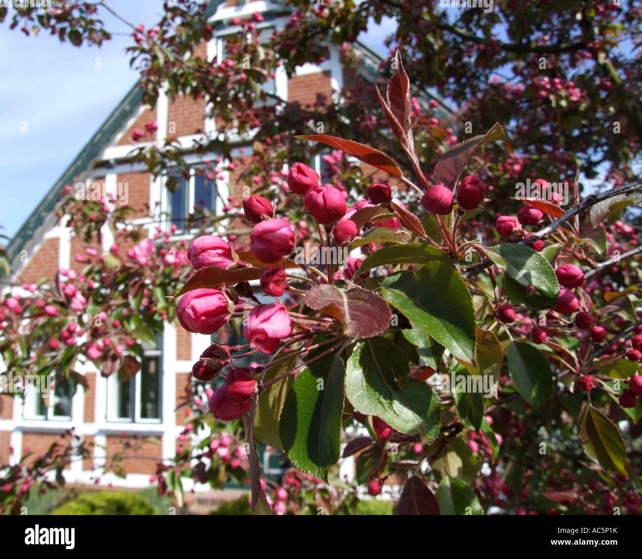 Blühende Saison Deutschland hautnah Stockfoto