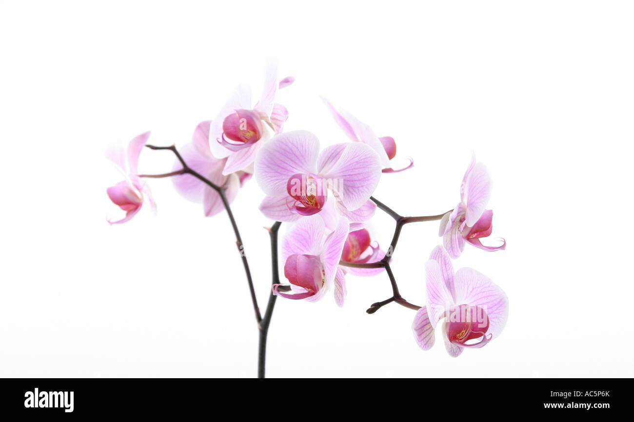 Phalaenopsis Pink Moth Orchid vor weißem Hintergrund hautnah Stockfoto