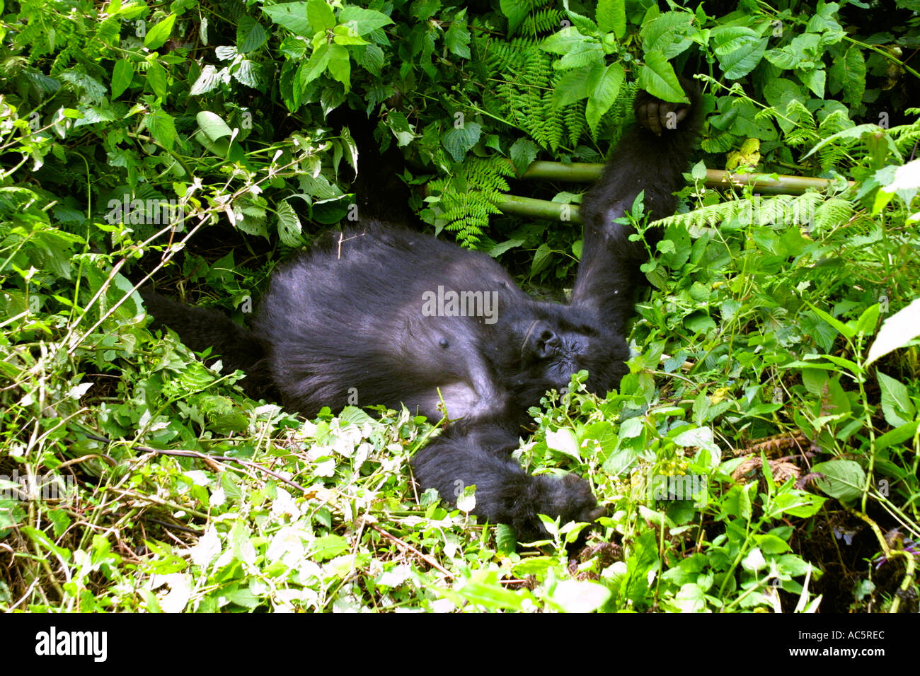 Berggorillas, schlafend, Gorilla Gorilla beringei Stockfoto