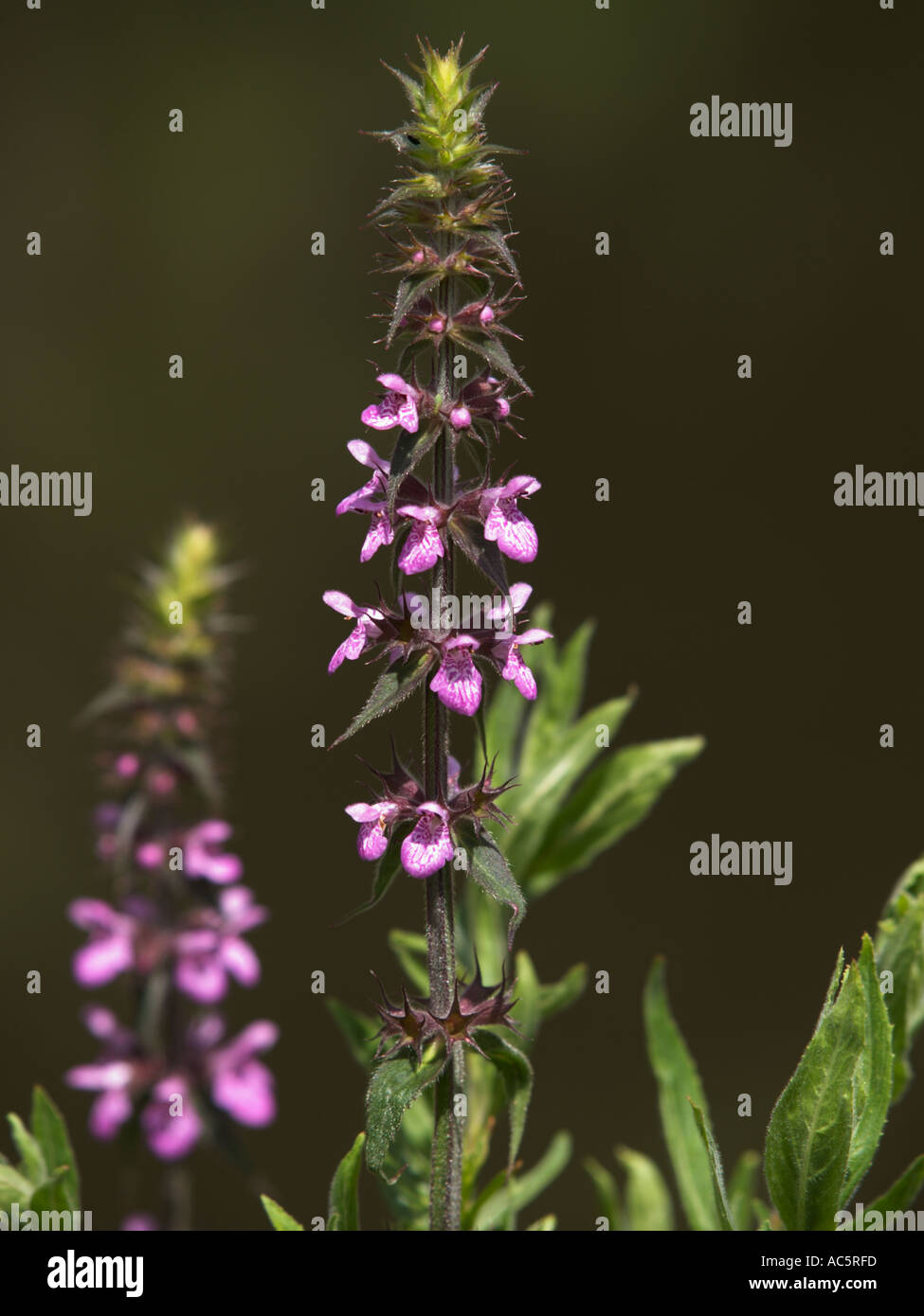 Wilde Blume Stockfoto