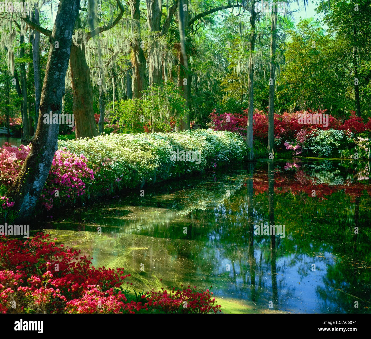 Magnolia Gardens in der Nähe von Charleston South Carolina USA Stockfoto