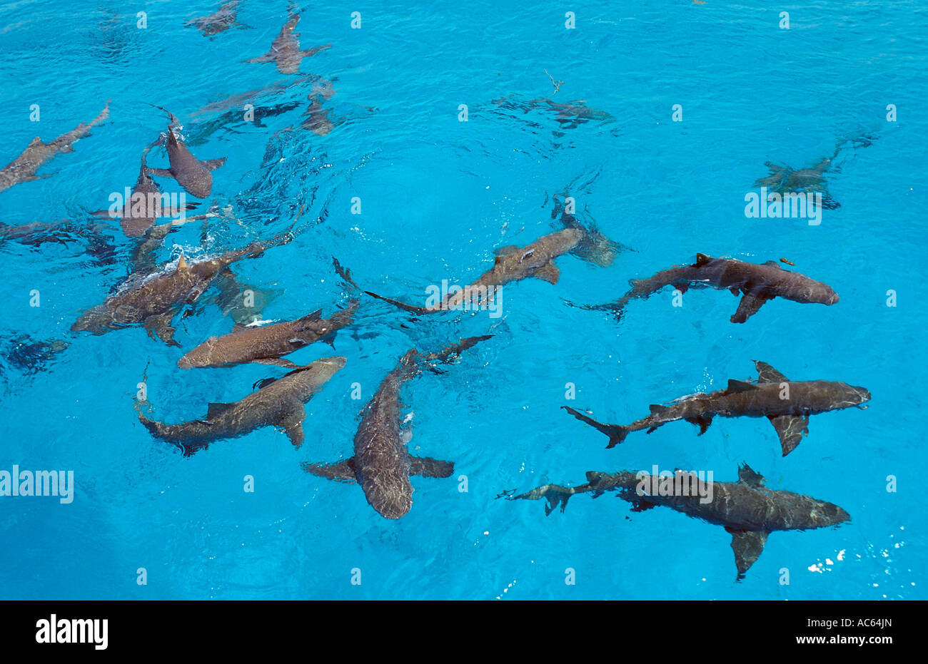 Zitrone-Haifische auf der Oberfläche Negaprion Brevirostris Bahamas Atlantik Stockfoto