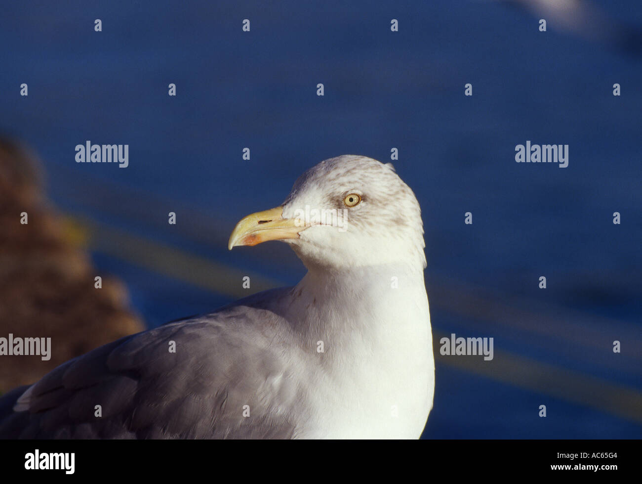 Silbermöwe im November Mantel Anzahl 1706 Stockfoto