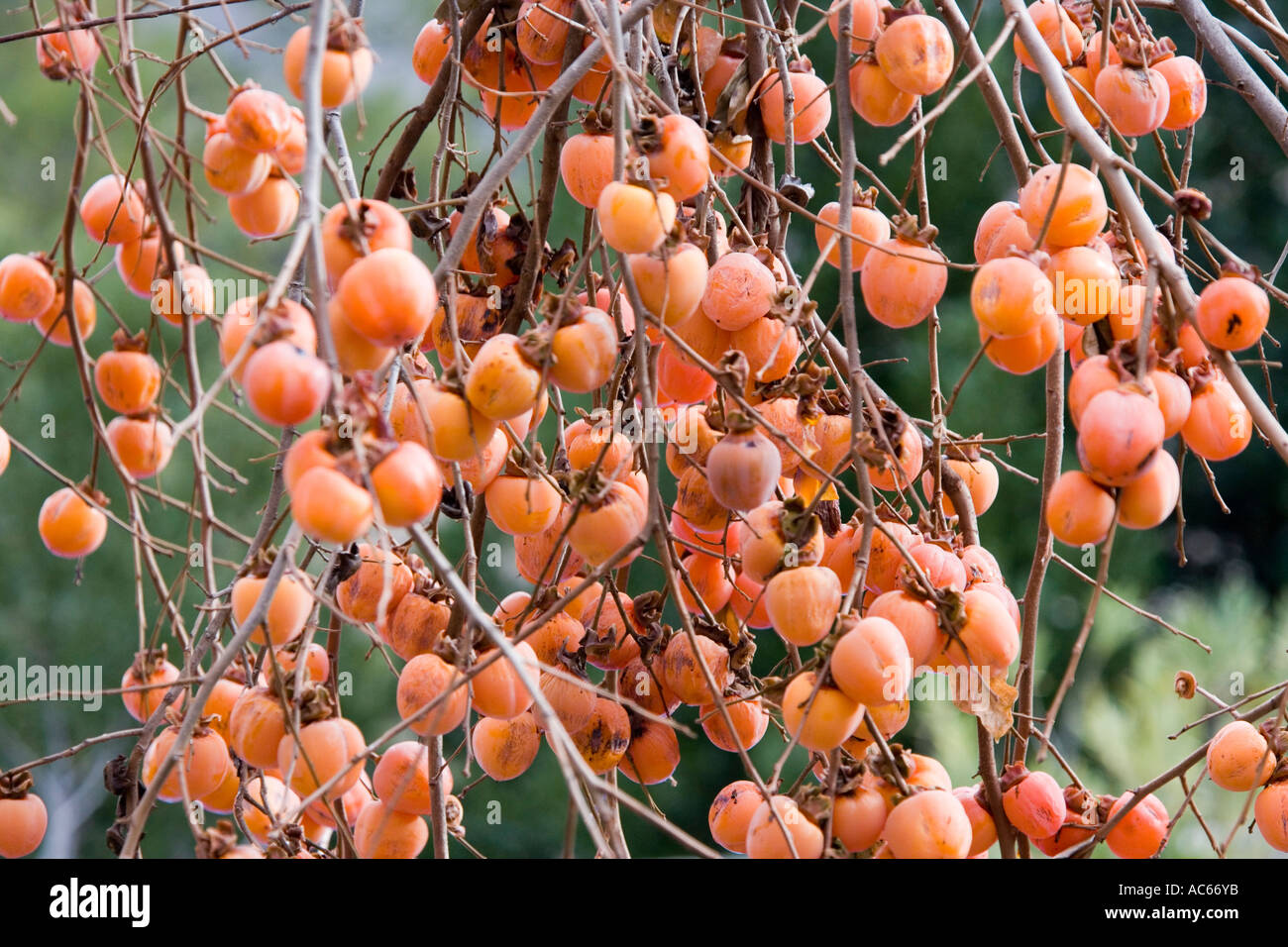 Persimon Obst verweilt in einem französischen Garten in der Nähe von Uzès, Gard, im Januar. Stockfoto