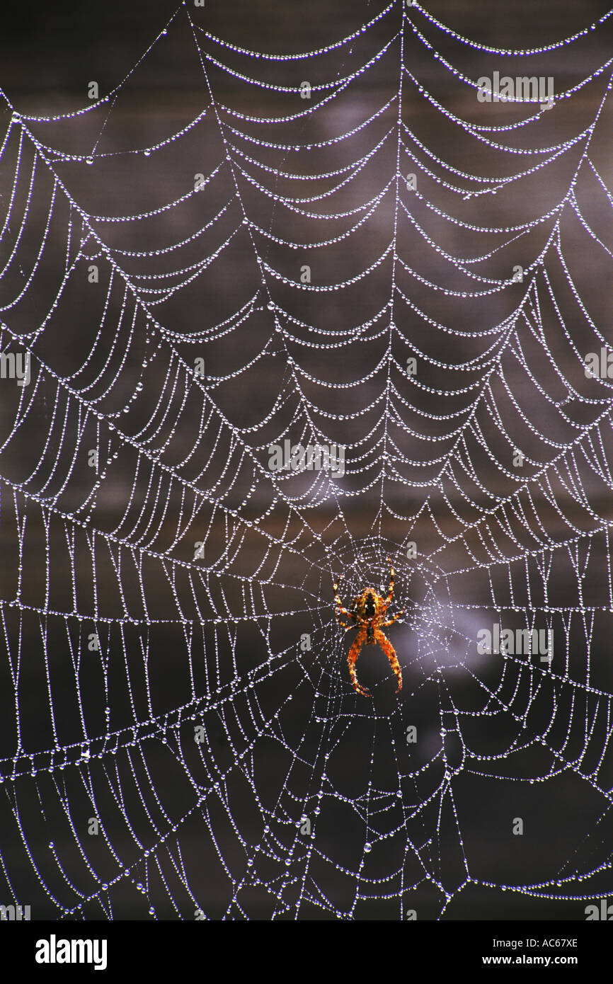 Perfektes spinnennetz -Fotos und -Bildmaterial in hoher Auflösung – Alamy