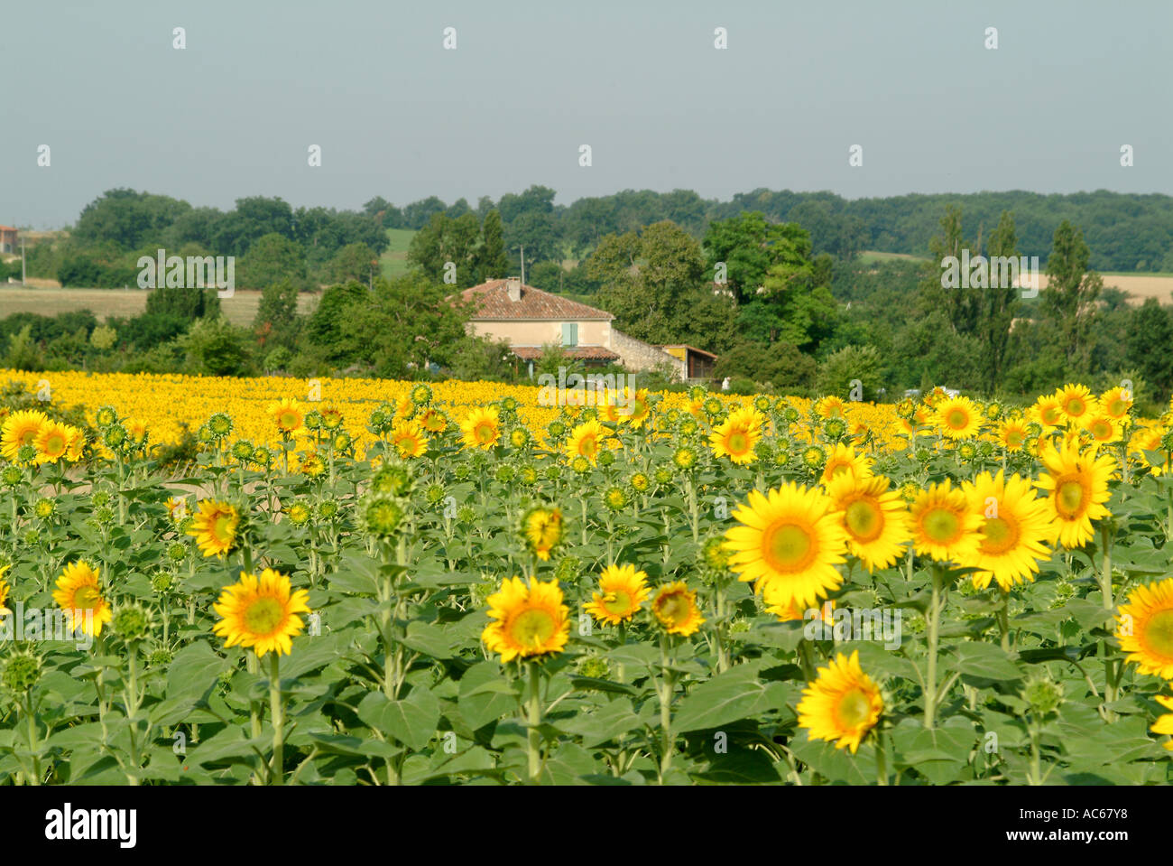 Sonnenblumen im Gers mit einem Häuschen in der Hintergrund Stockfoto