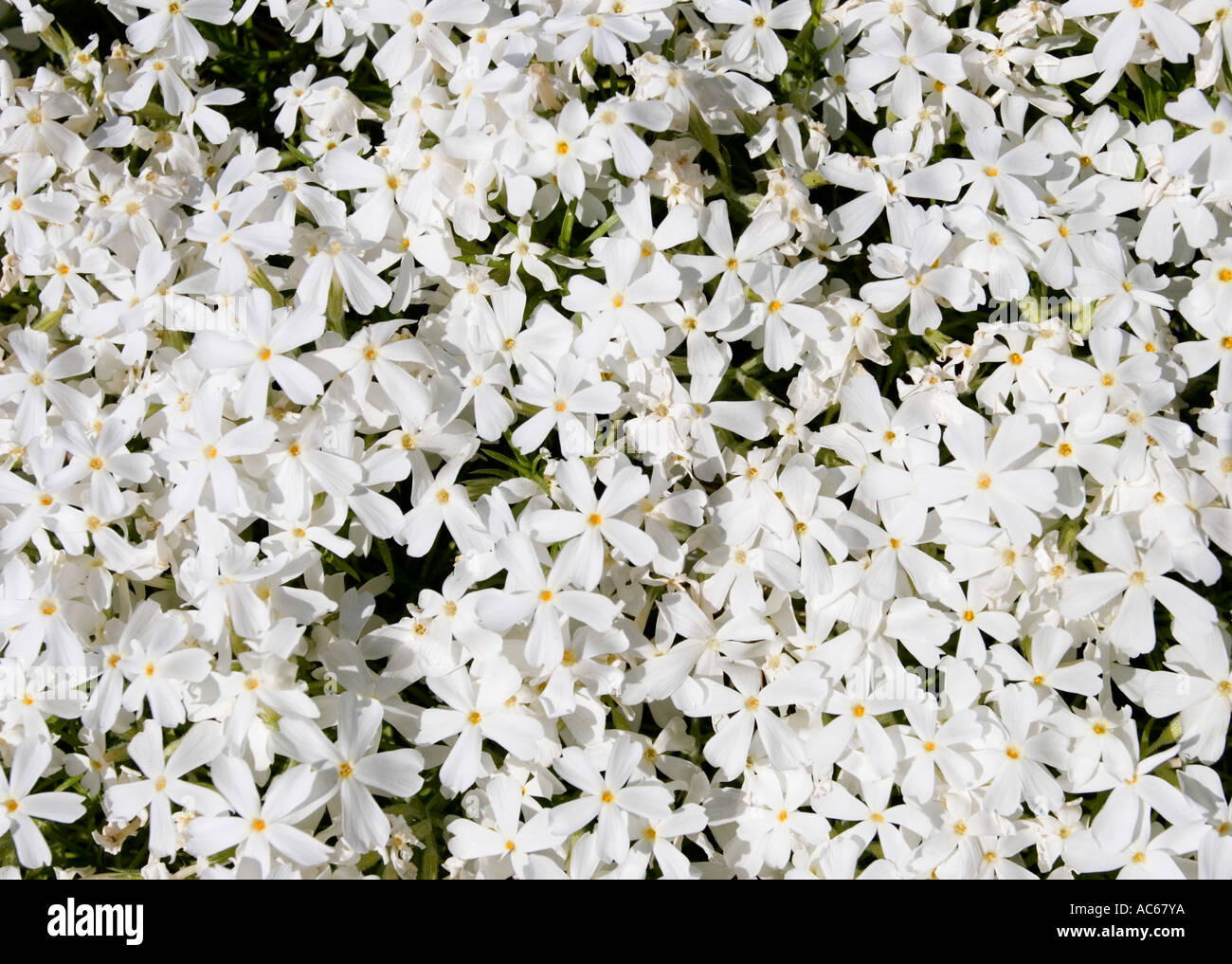 Masse der weißen Phlox Subulata Polemoniaceae Blumen blühen Stockfoto