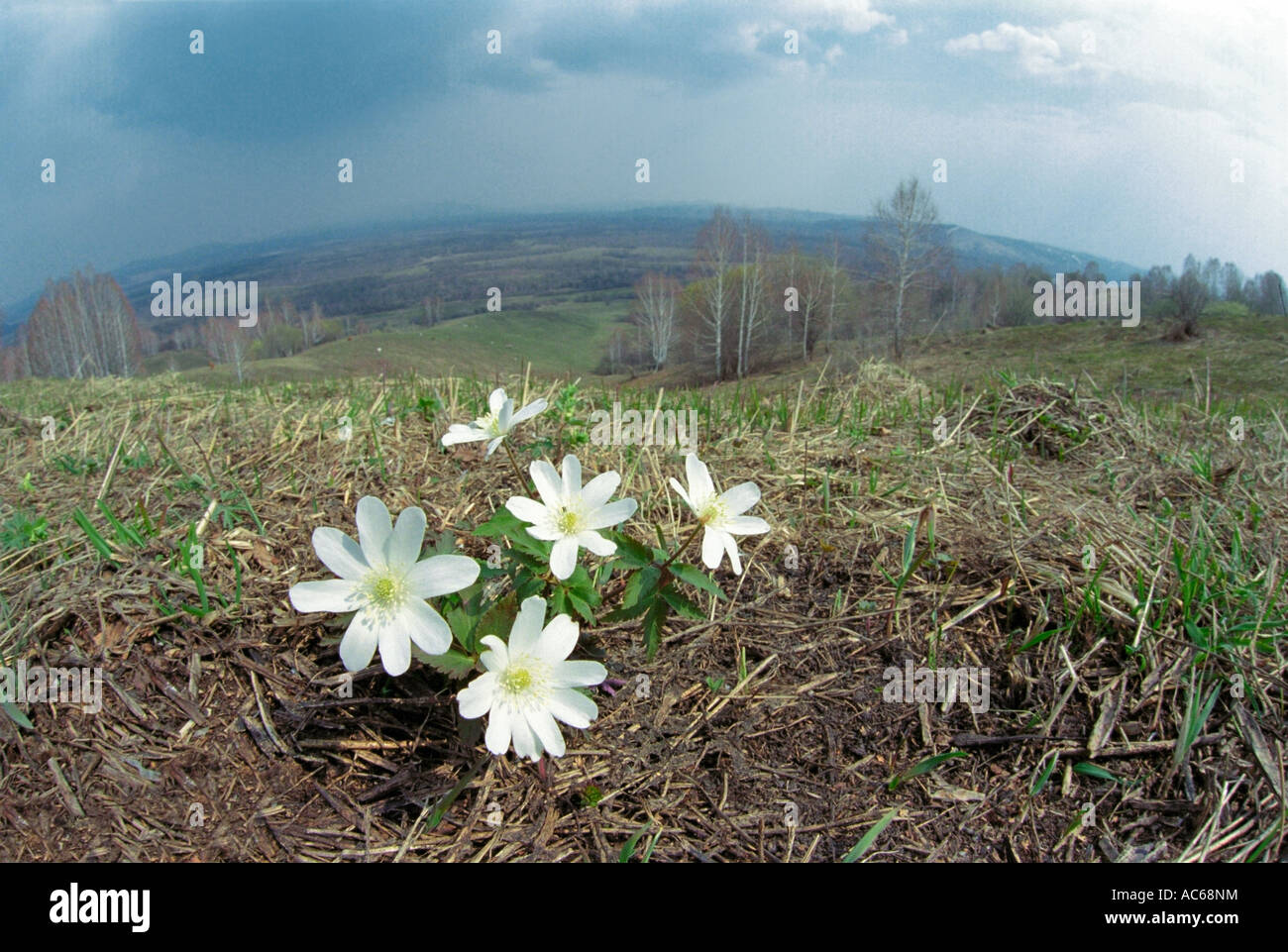 Windflower (Anemone Altaica, Butterblume). Altai. Sibirien. Russland Stockfoto