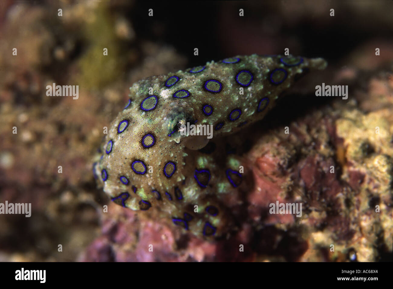 Blue Ring Octopus Stockfoto