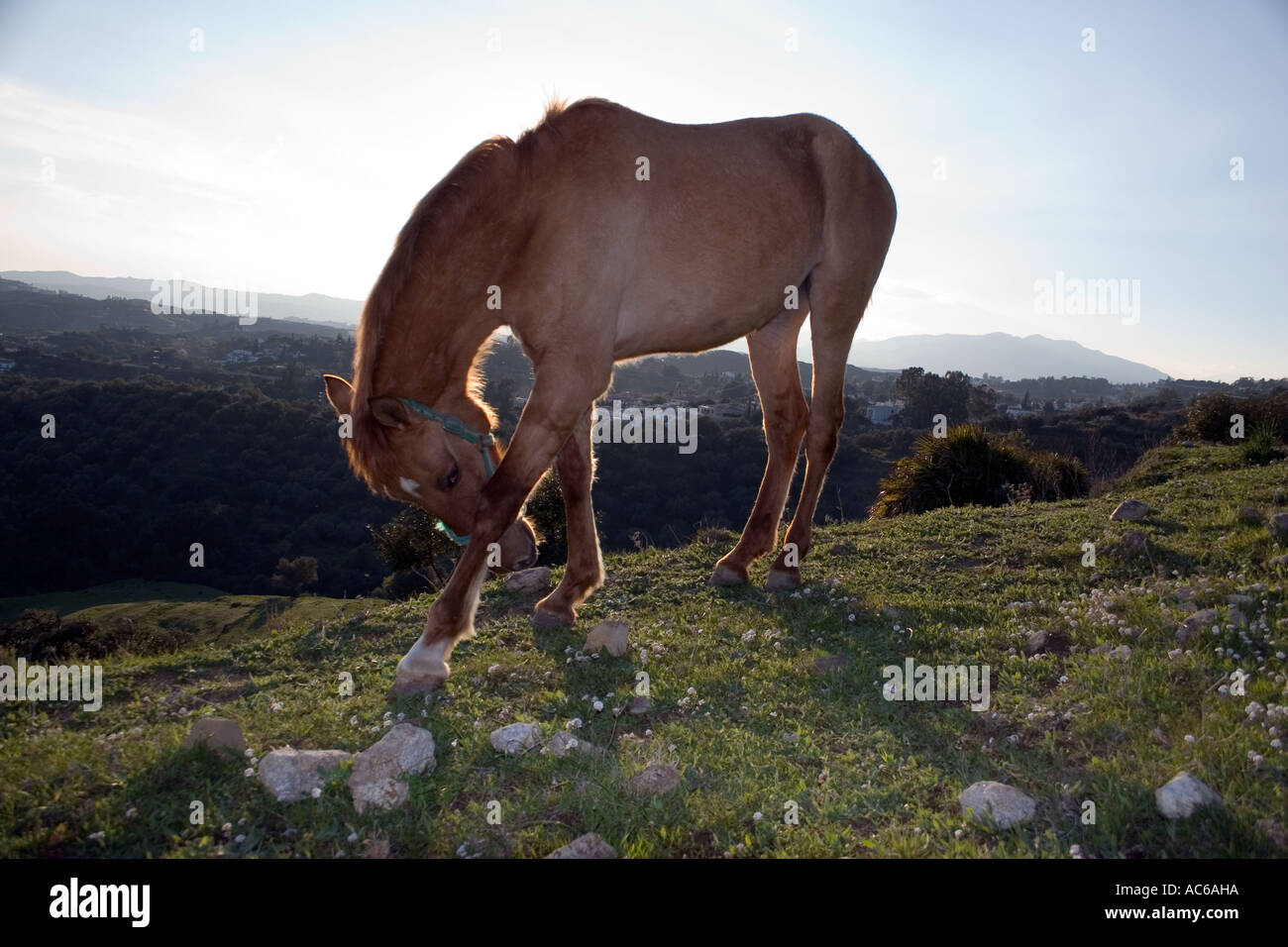 Pony weidet in den Hügeln oberhalb von Fuengirola, Spanien Ponys Pferd Pferde Landschaft Campo Andalusien, spanische Landschaft Andalusiens Stockfoto