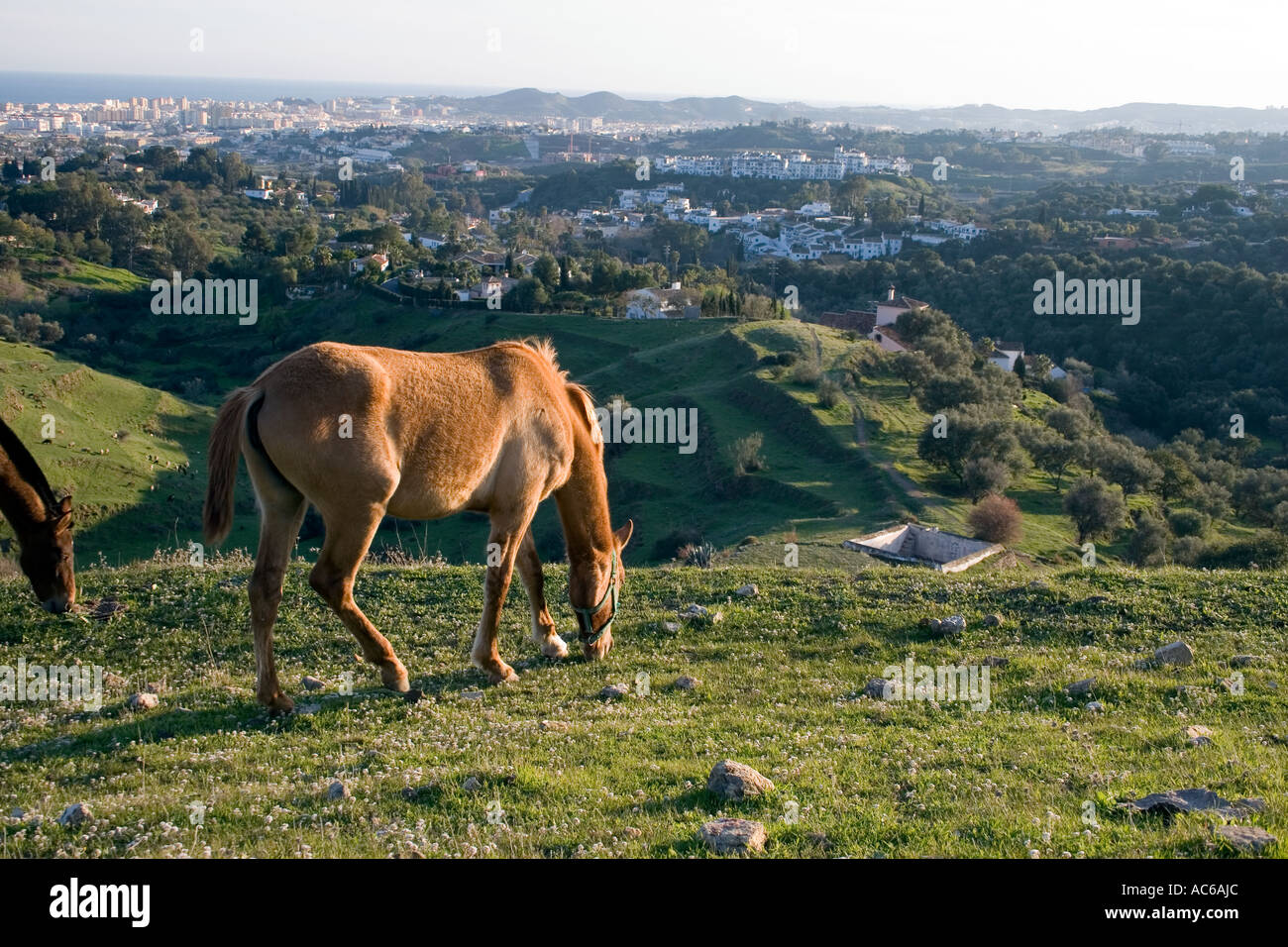 Pony weidet in den Hügeln oberhalb von Fuengirola, Spanien Ponys Pferd Pferde Landschaft Campo Andalusien, spanische Landschaft Andalusiens Stockfoto