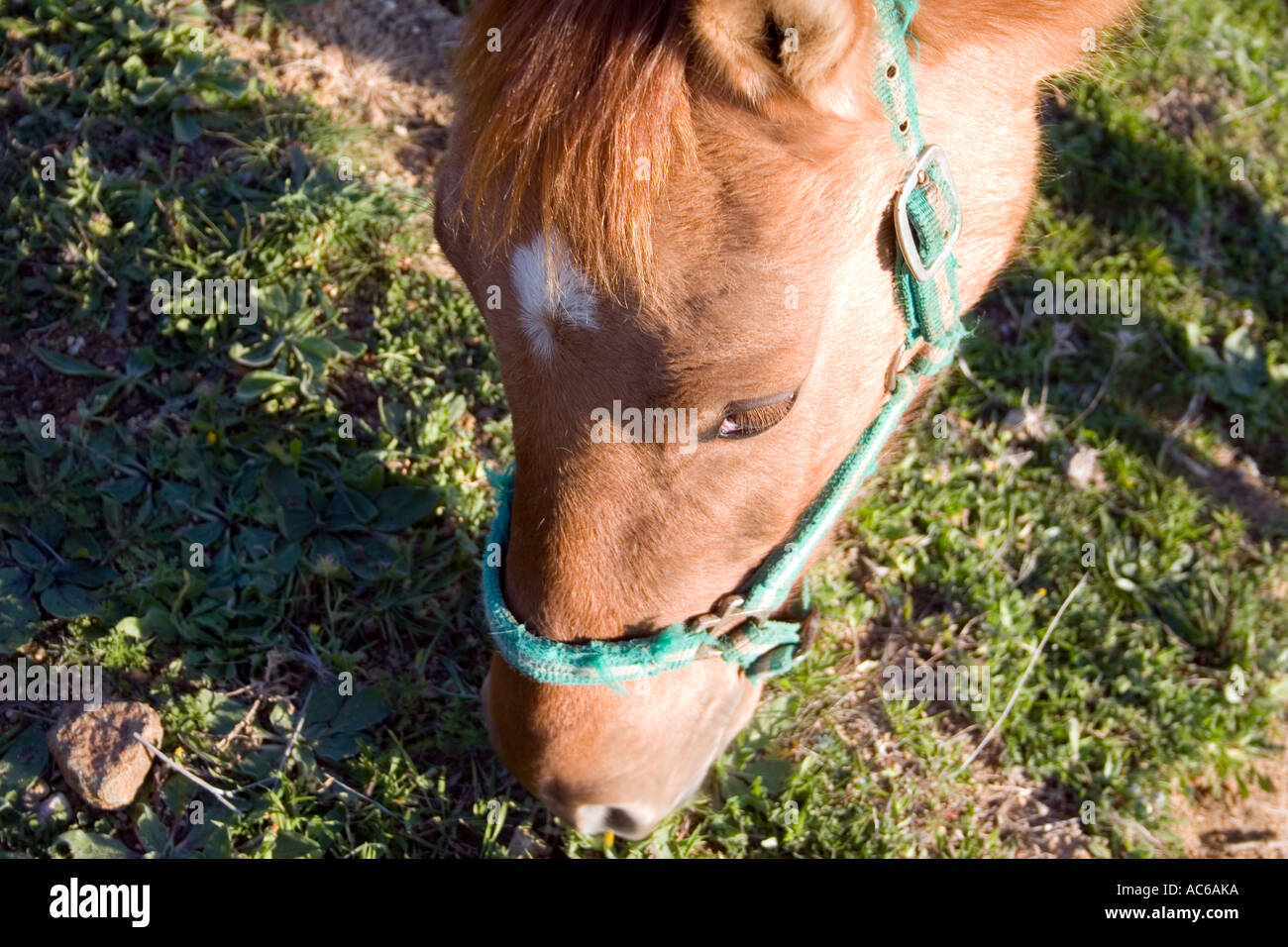 Pony weidet in den Hügeln oberhalb von Fuengirola, Spanien Ponys Pferd Pferde Landschaft Campo Andalusien, spanische Landschaft Andalusiens Stockfoto