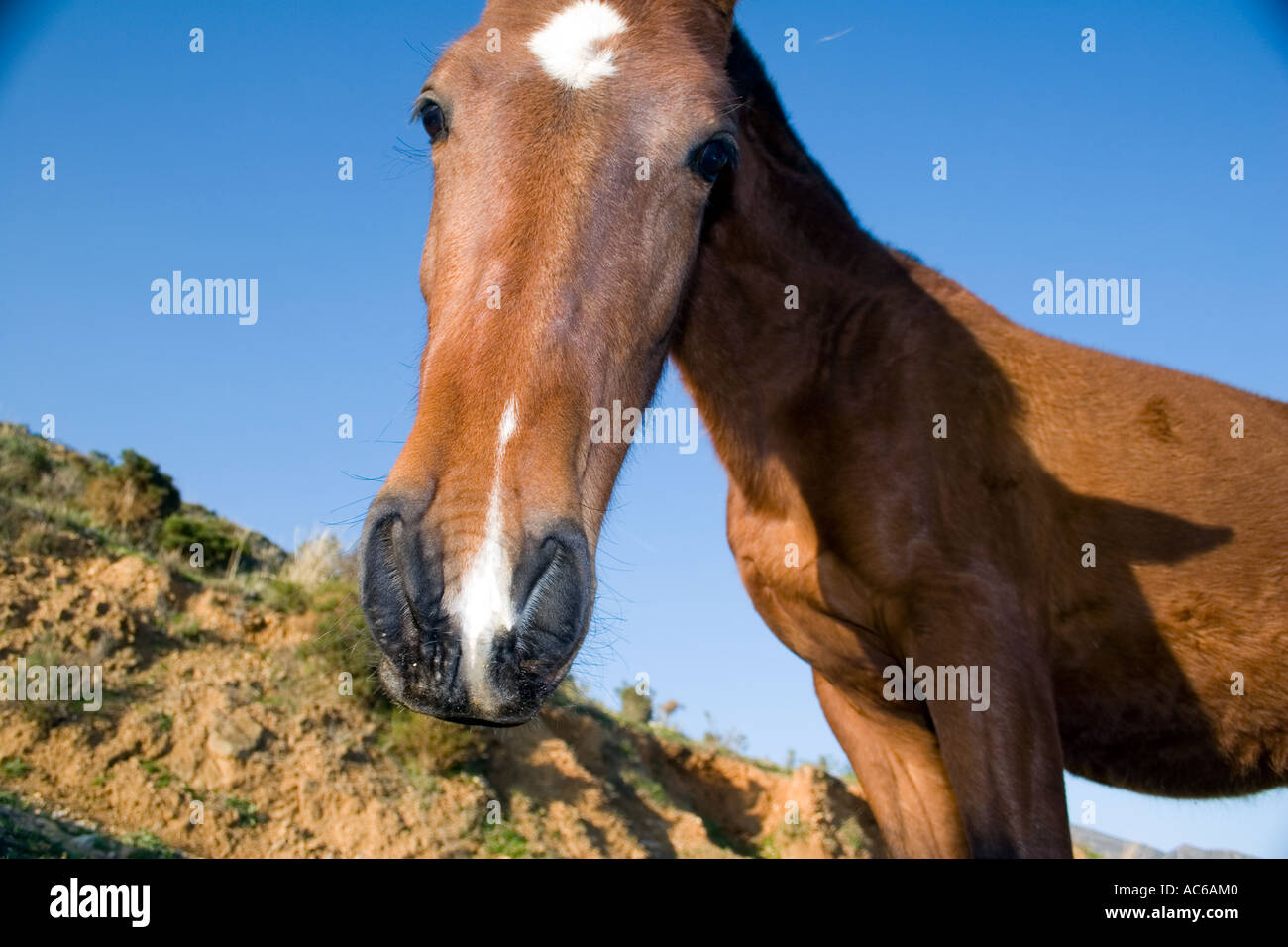 Pony weidet in den Hügeln oberhalb von Fuengirola, Spanien Ponys Pferd Pferde Landschaft Campo Andalusien, spanische Landschaft Andalusiens Stockfoto