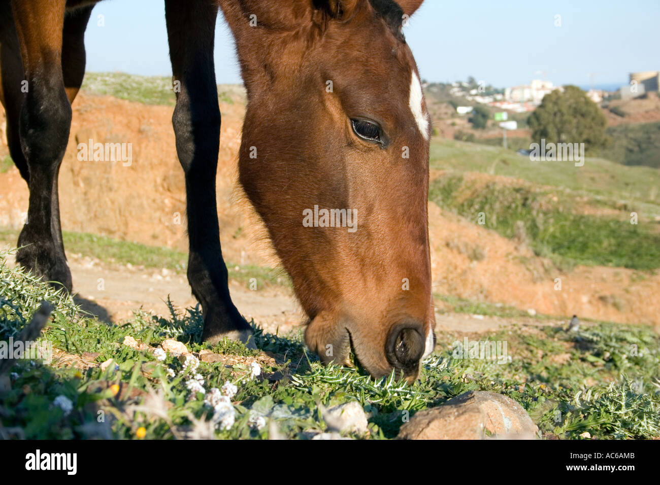 Pony weidet in den Hügeln oberhalb von Fuengirola, Spanien Ponys Pferd Pferde Landschaft Campo Andalusien, spanische Landschaft Andalusiens Stockfoto