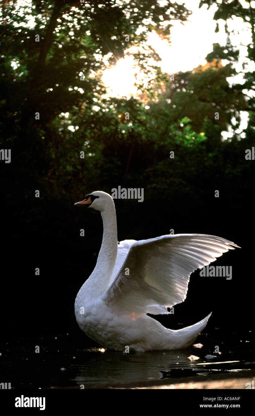 Schwan, flatternde Flügeln zu schlagen Stockfoto