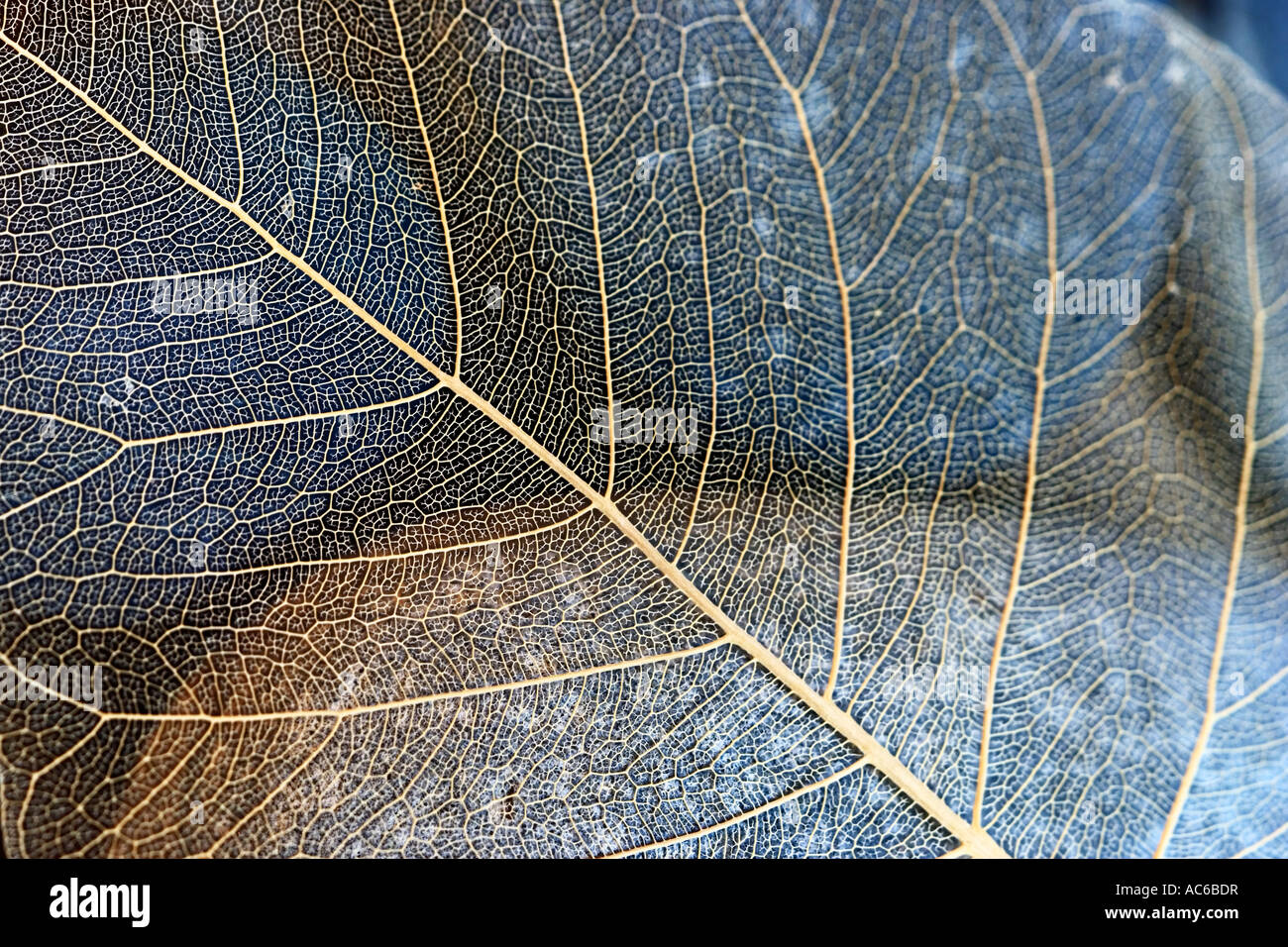 Skelett Blatt auf Kieselsteinen Stockfoto