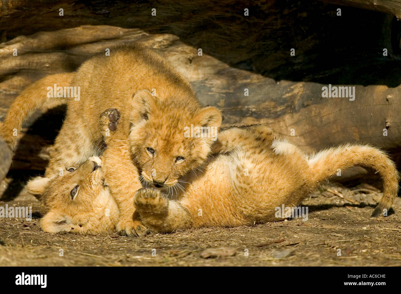 Junge Löwen spielen Stockfoto