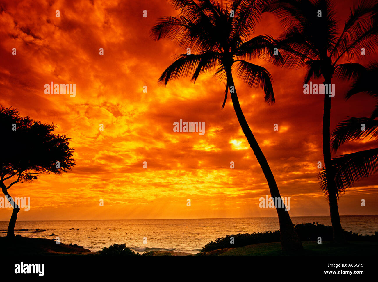 Palme Palmen Sonnenuntergang Ulua Strand Stadt Von Wailea Maui Insel Maui Hawaii Vereinigte Staaten Stockfotografie Alamy