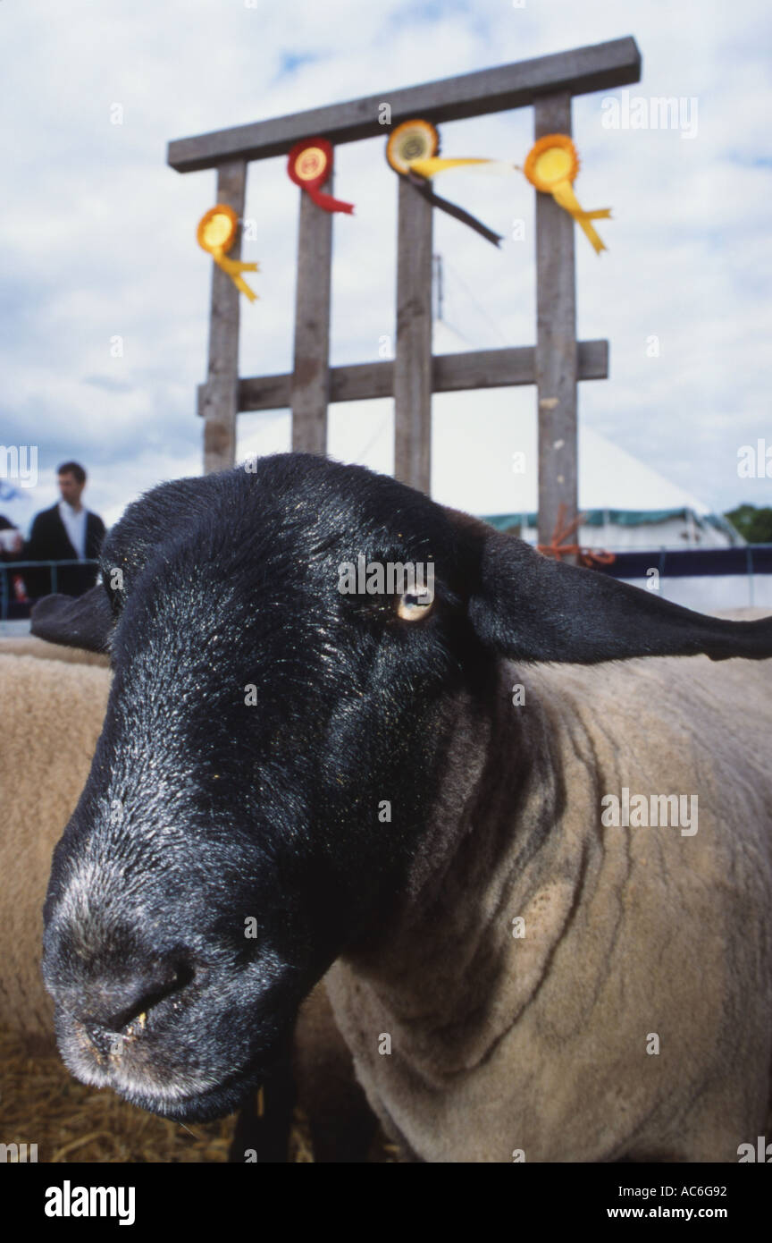 Preis Suffolk Schafe auf landwirtschaftliche Messe Stockfoto