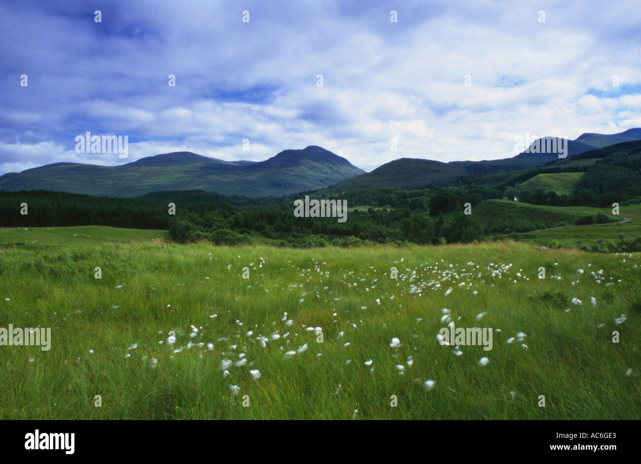 Wollgras im schottischen Hochland Wollgras angustifolium Stockfoto