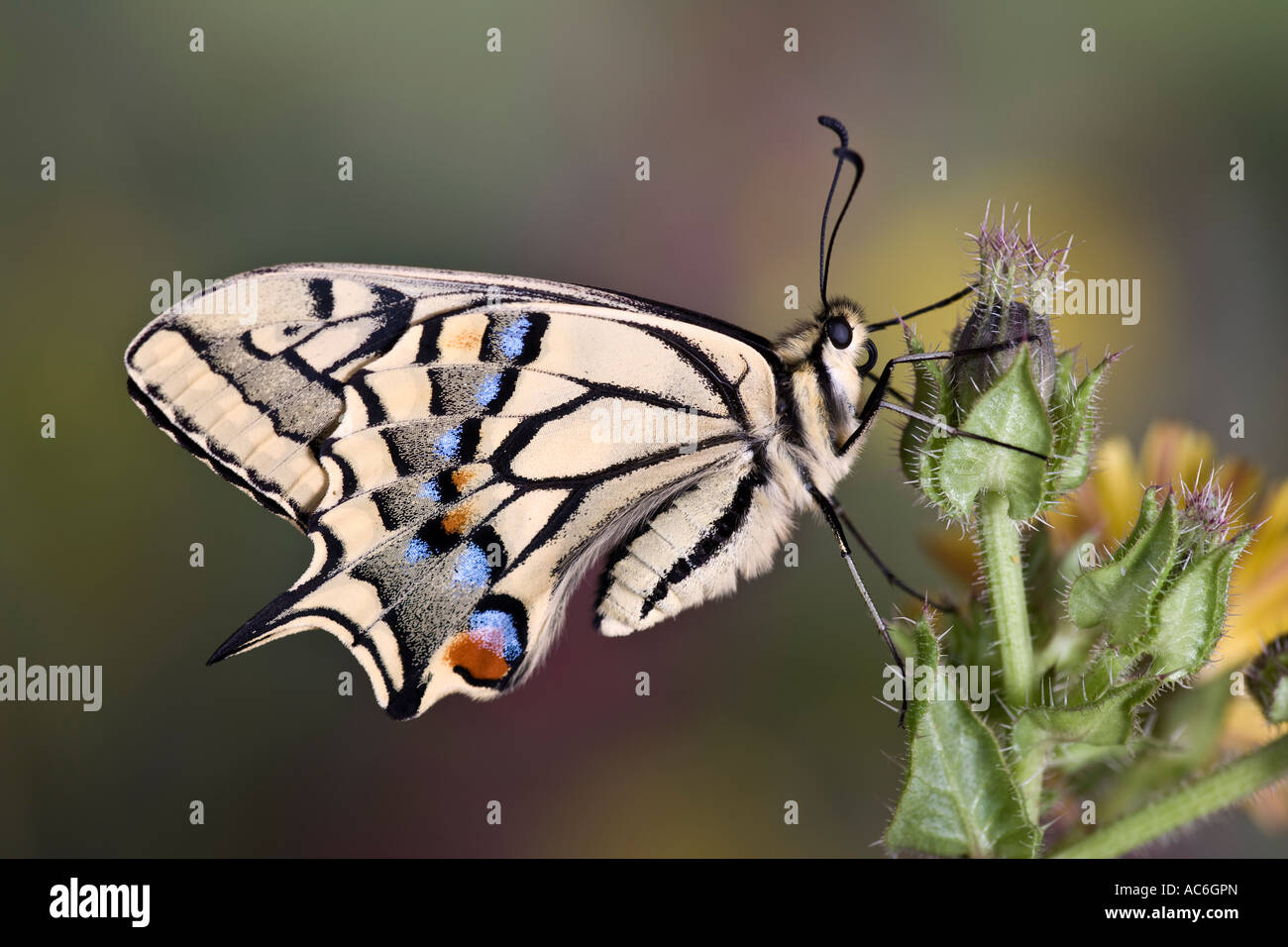 Schwalbenschwanz Papilio Machaon auf Blume Stockfoto