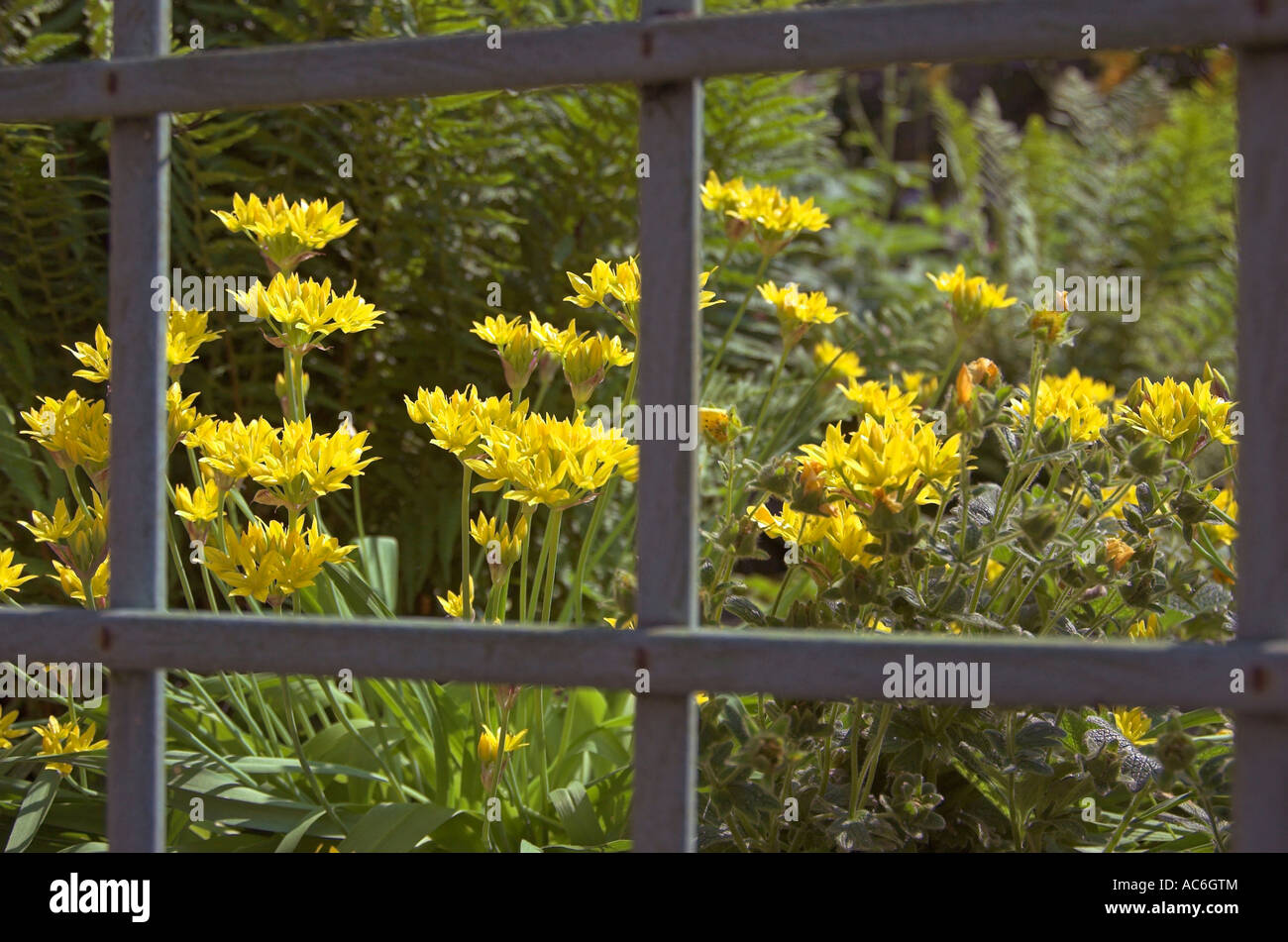 Garten Sorte Bärlauch Allium Spp durch Garten Bock Stockfoto