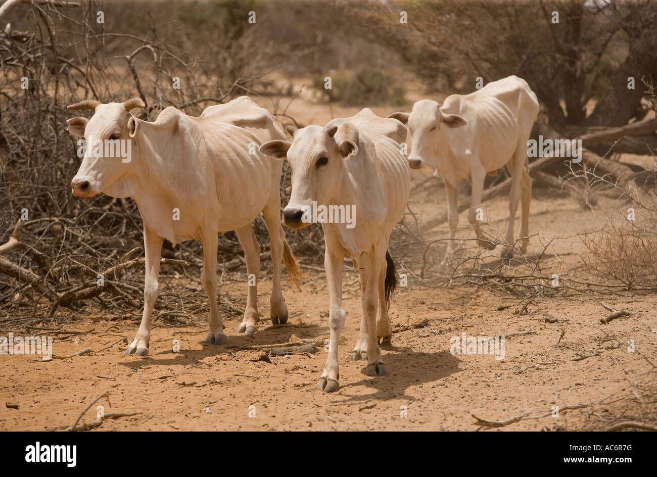 GEDWEIN WESTERN SOMALIA 27. Februar 2006 Emaciated Kühe bewegen in Richtung des Flusses zu trinken in der Nähe des Dorfes Gedwin Stockfoto