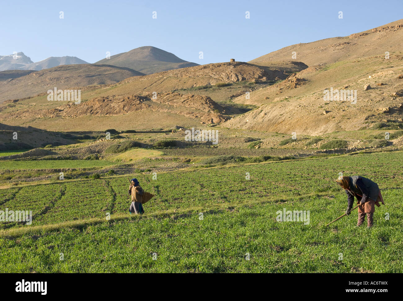 Indien Himachal Pradesh Spiti Kibber Dorf 4205m lokalen Bäuerinnen bei Arbeiten im Bereich mit Berg bkgd Stockfoto