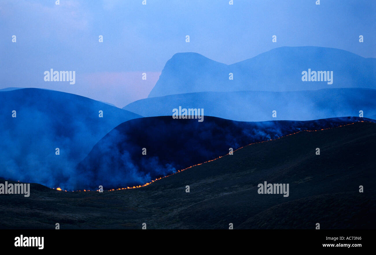 GRASS-FEUER IM ERAVIKULAM NATIONALPARK, MUNNAR Stockfoto