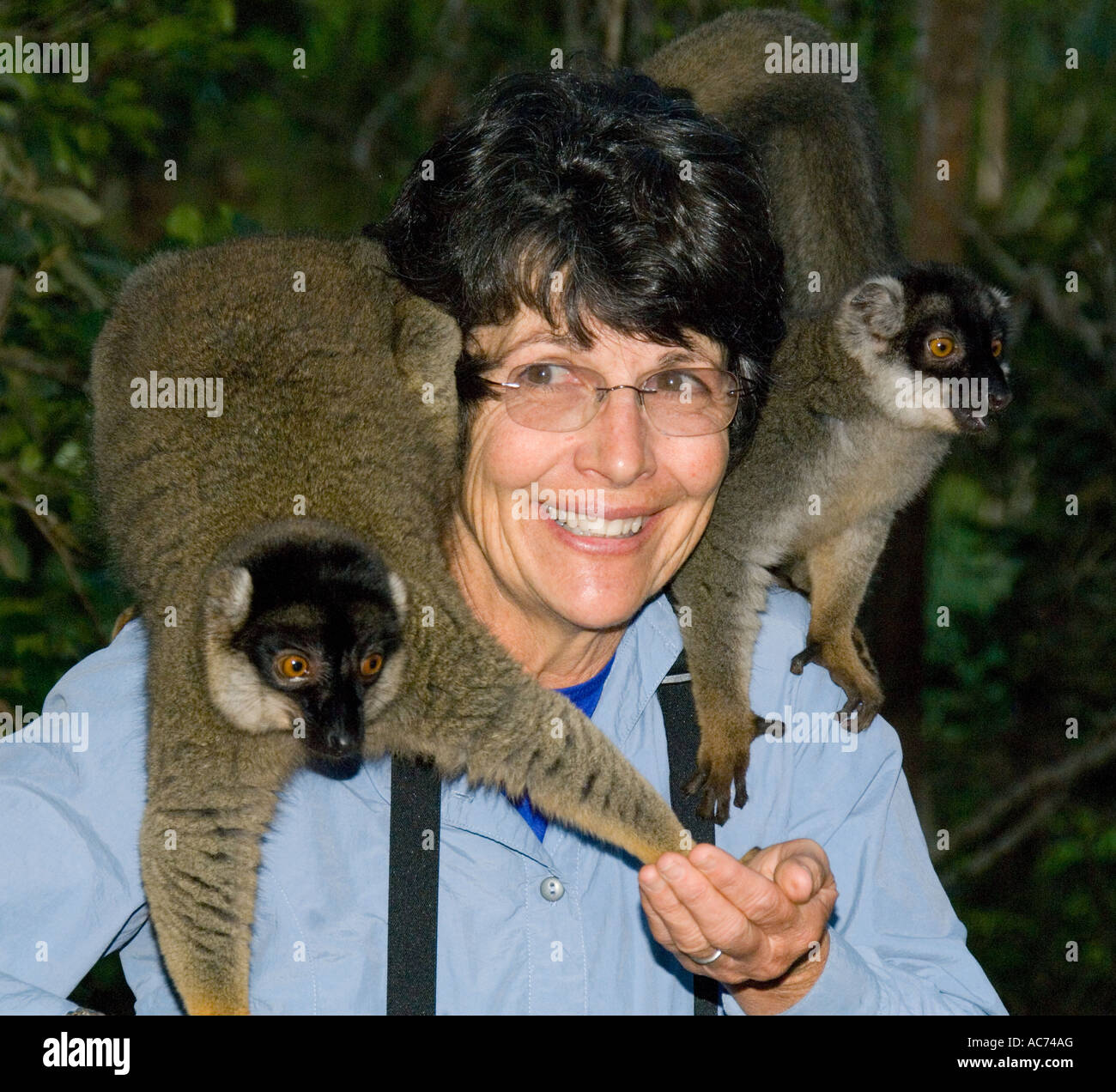 Touristischen Susan Macy mit zahmen braune Lemuren Vakona Lodge, in der Nähe von Perinet Reservat, Madagaskar Stockfoto