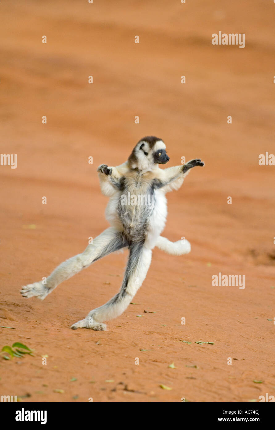 Verreaux Sifaka (Propithecus Verreauxi) "Dancing" Berenty Reserve, stachelige Wüste, Süd-Madagaskar Stockfoto