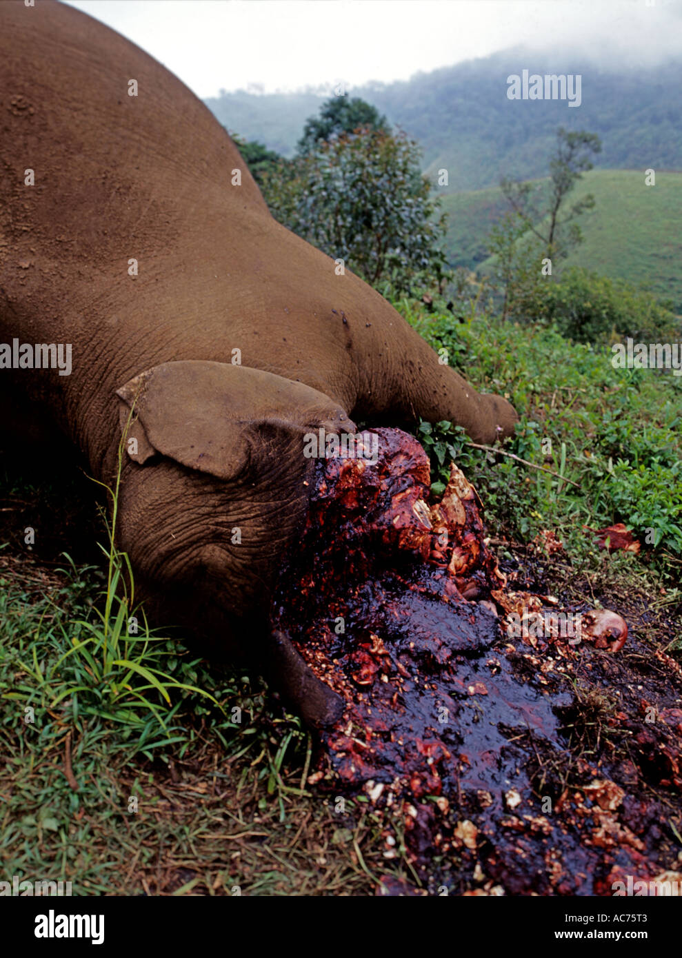 GRAUSAMKEIT DER ELEFANT WILDEREI IN DEN WESTLICHEN GHATS, MUNNAR IDUKKI BEZIRK Stockfoto