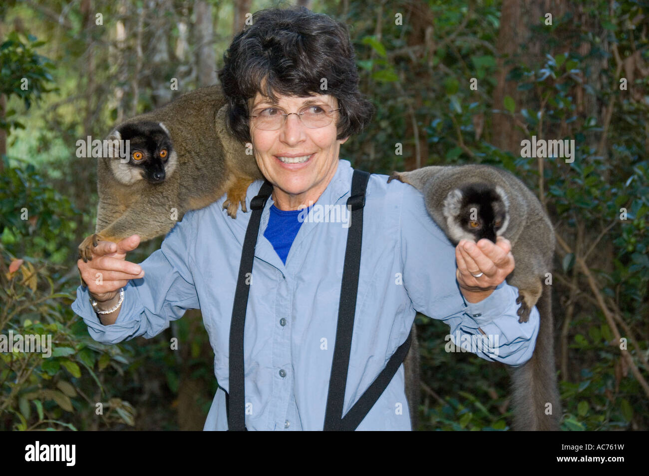 Touristischen Susan Macy mit zahmen braune Lemuren Vakona Lodge, in der Nähe von Perinet Reservat, Madagaskar Stockfoto