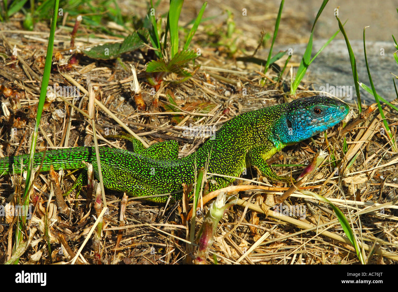 Western grüne Eidechse Lacerta blineata Stockfoto