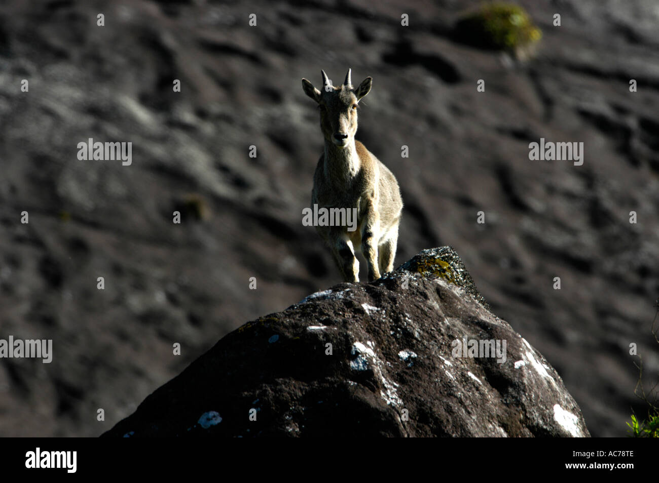 NILGIRI TAHR (HEMITRAGUS HYLOCRIUS), BERGZIEGEN DER WESTERN GHATS, ERAVIKULAM NATIONALPARK MUNNA Stockfoto