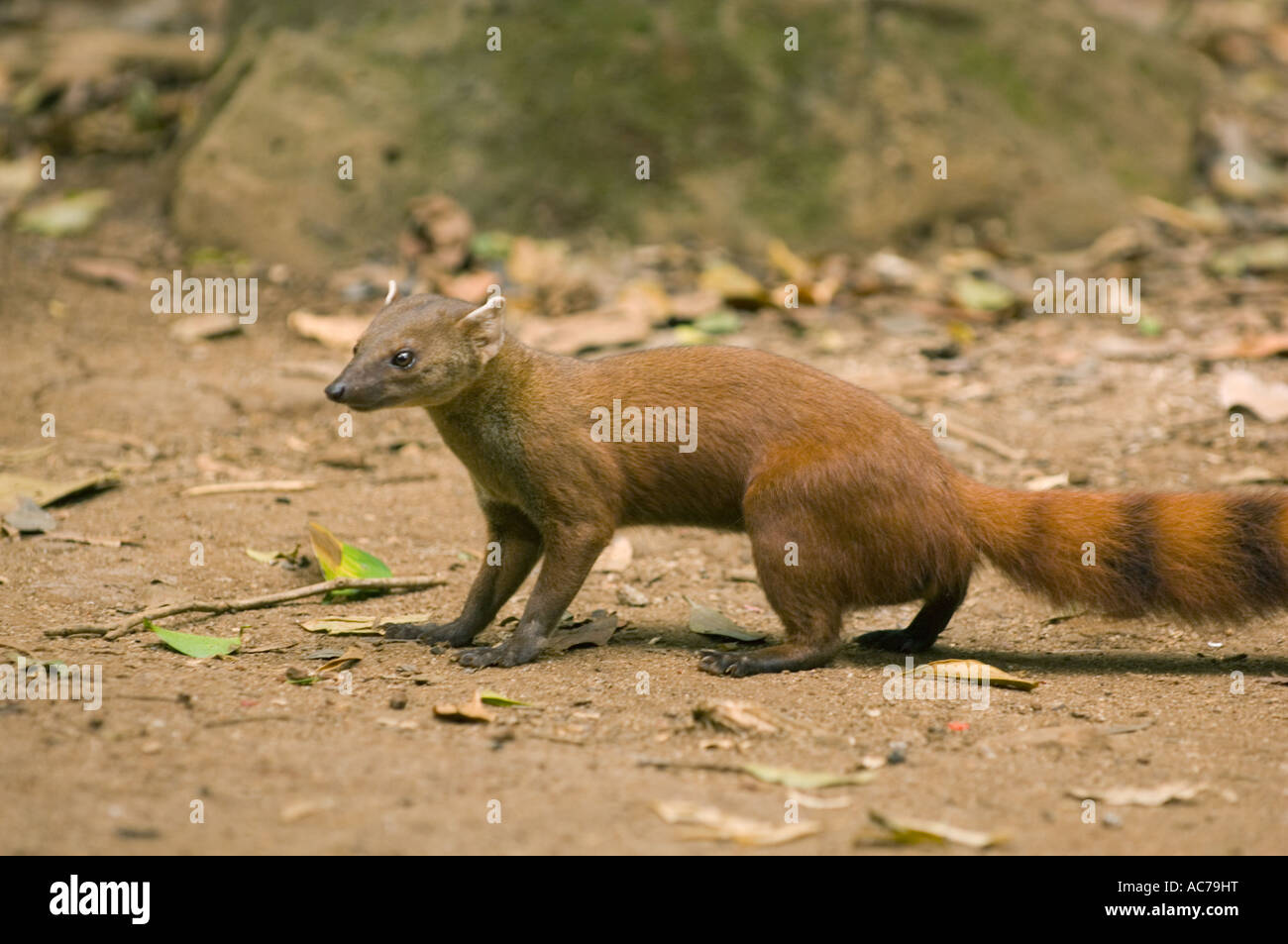 Nördlichen Ringtail Mungo (Galidia Elegans) Ankarana Nationalpark, Madagaskar Stockfoto