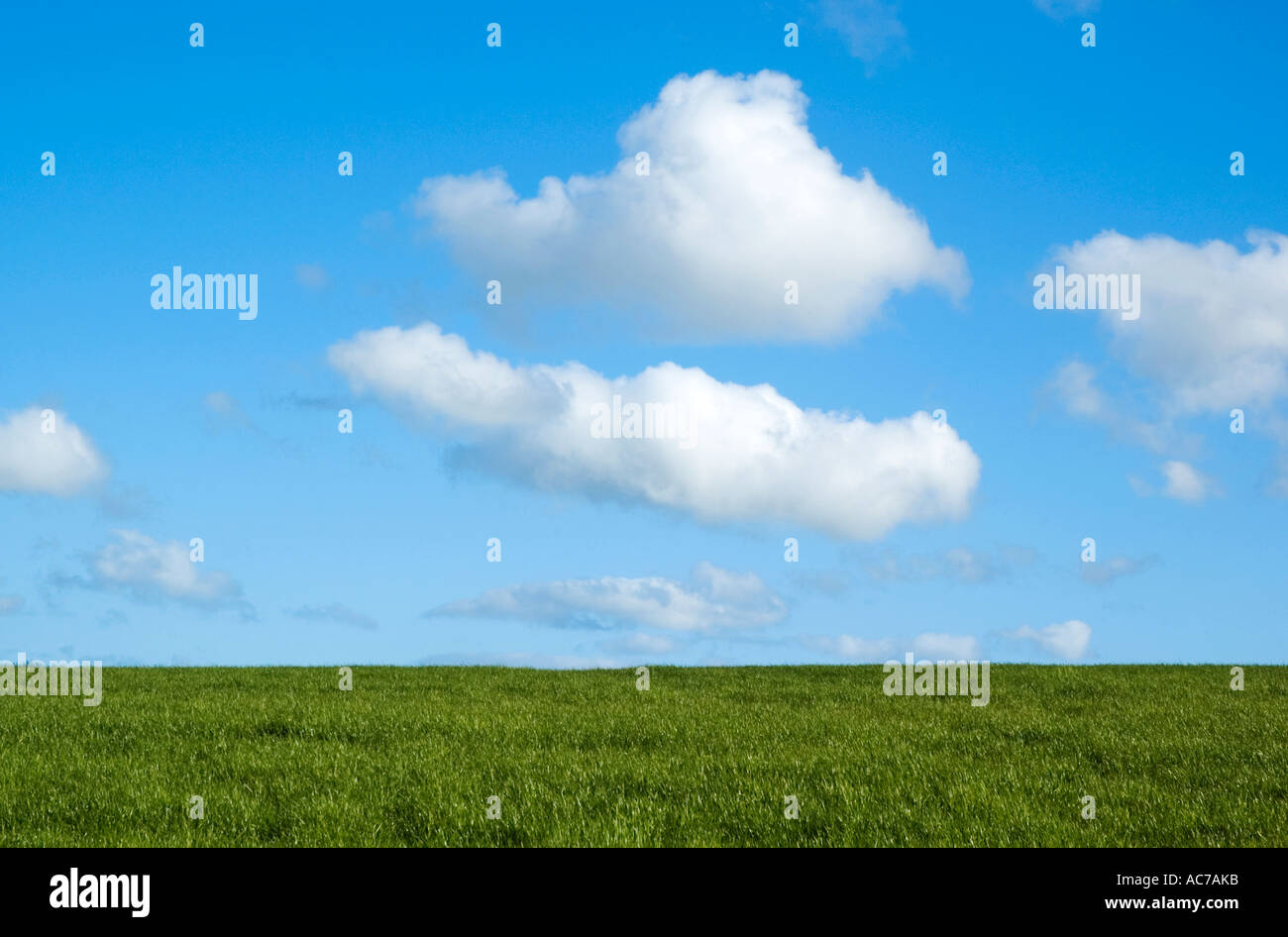 blauer Himmel mit kleinen weißen Wolken über einem grünen Feld Stockfoto