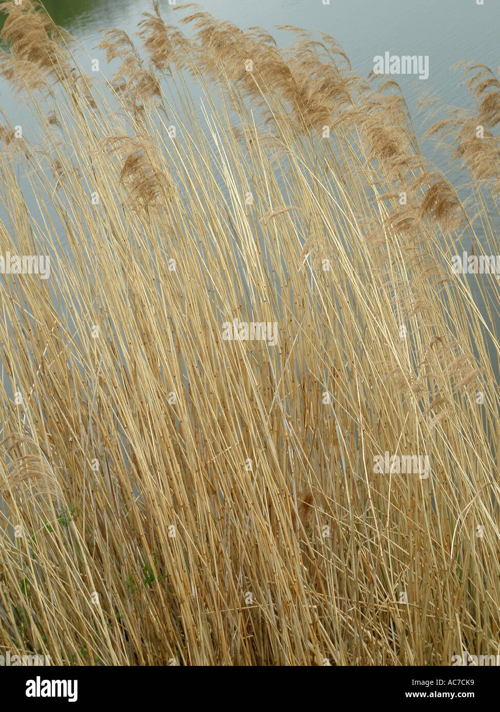 Schilf wachsen am Seerand Stockfoto