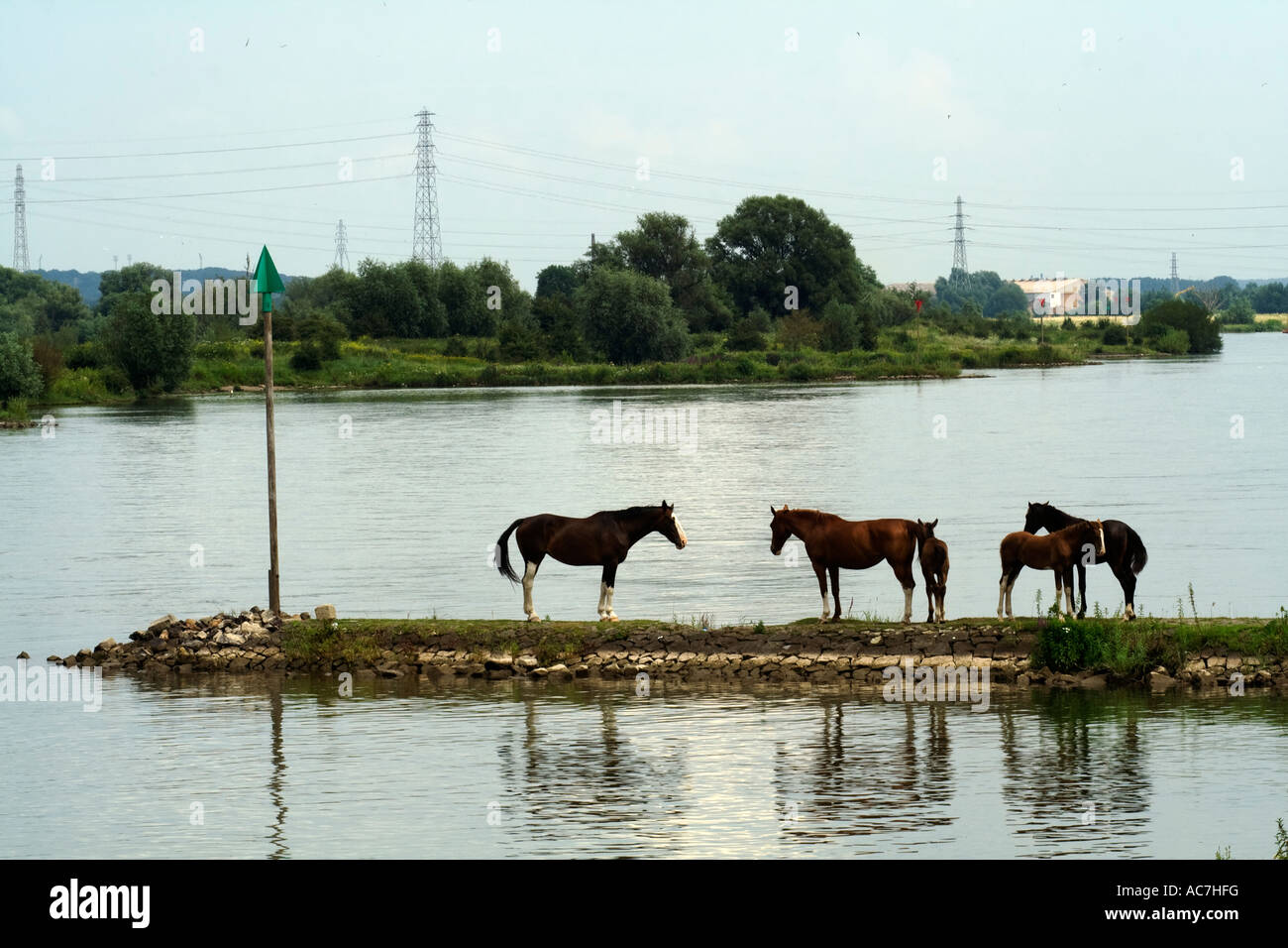 Pferde stehen auf eine Krippe in den Fluss Rhein Stockfoto