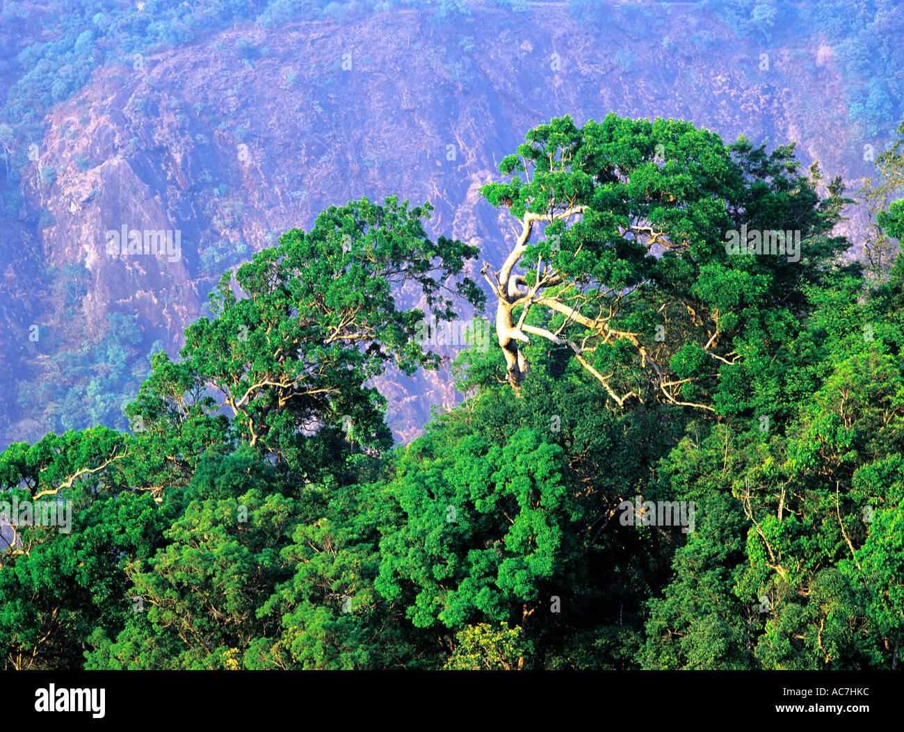 NELLIYAMPATHI LANDSCHAFT, PALAKKAD DIST Stockfoto