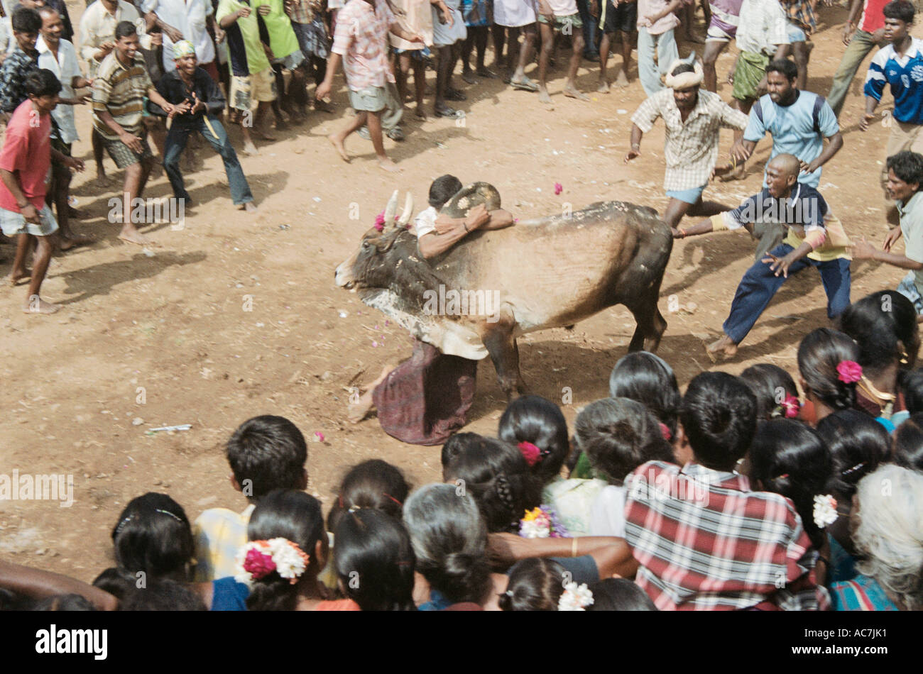 "Jallikkattu," eine lokale Stierkampf Sport in Tamil Naadu erhöhte Männer zähmen Bull vor Publikum Ansicht Stockfoto