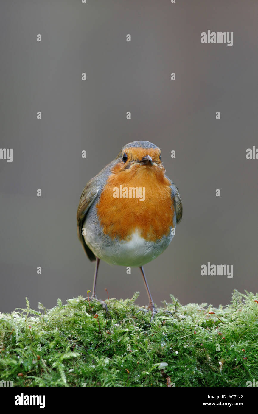 Robin thront auf bemoosten log Stockfoto