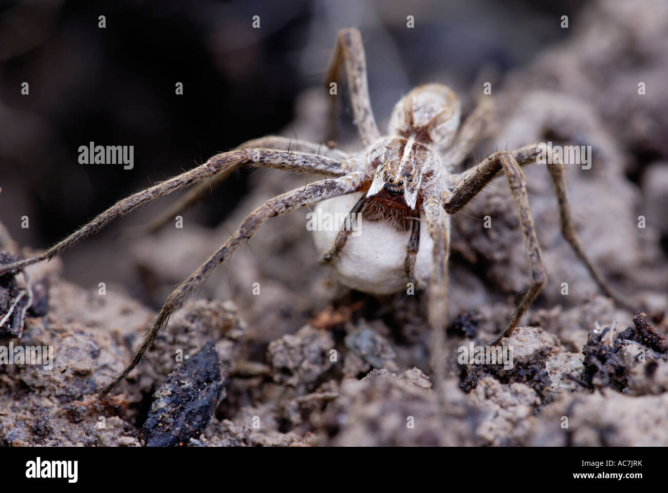 Baumschule Netz Spinne, Pisaura mirabilis trägt Eiersack, Wales, Großbritannien. Stockfoto