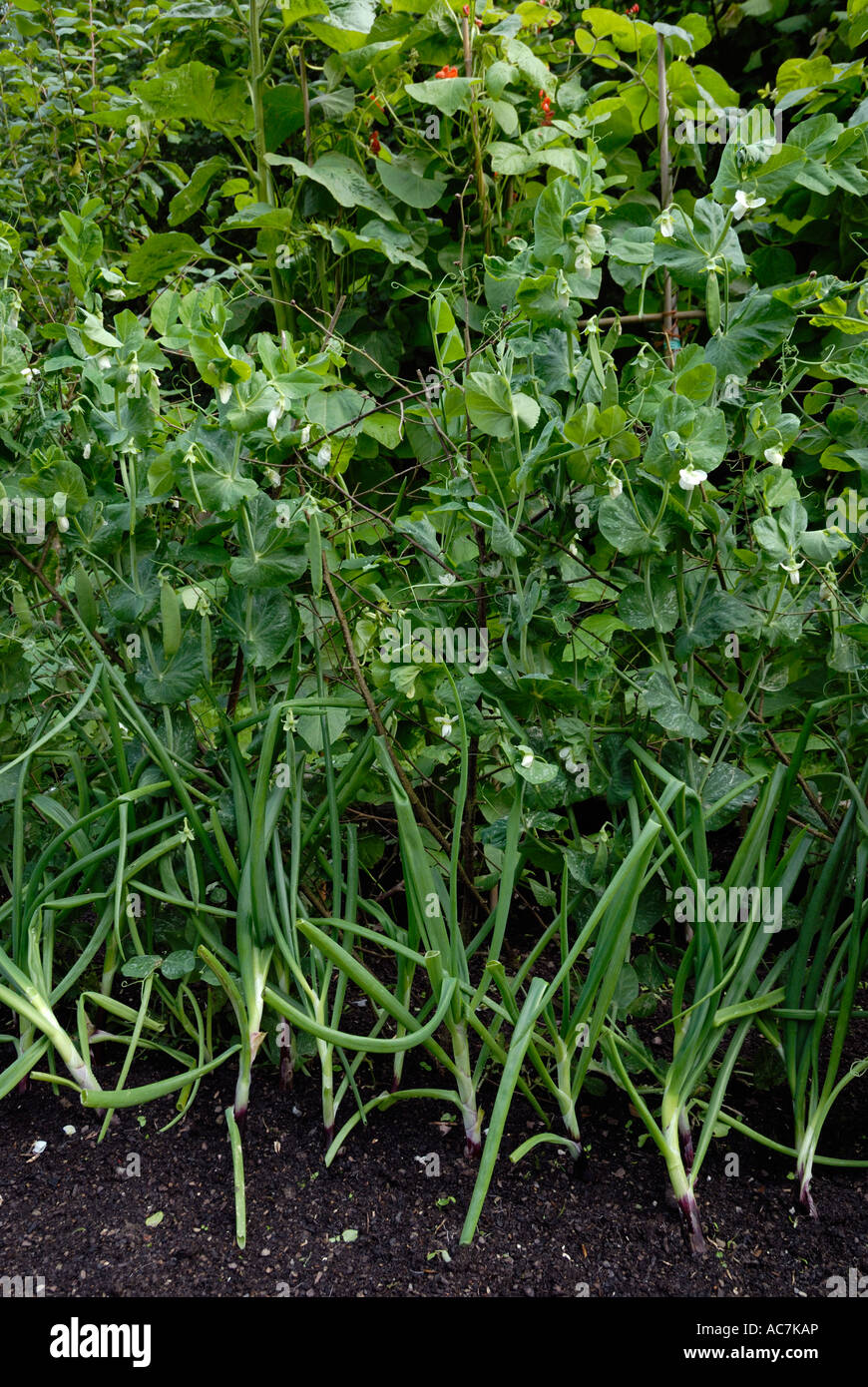 Erbsen, Bohnen und Zwiebeln Pflanzen Stockfoto