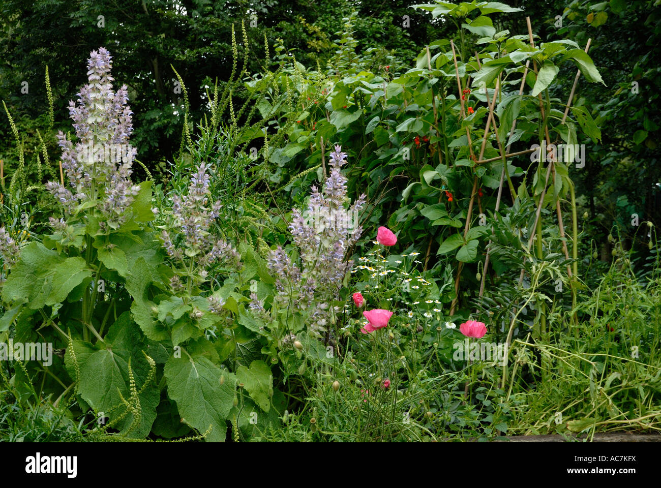 Gemischtes Gemüse- und Kräutergarten - Clary Sage, Salvia sclarea, Mohn und Stangenbohnen, Wales. Stockfoto