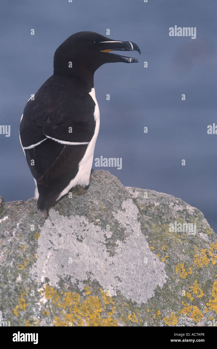 Tordalk Vögel Natur Umwelt Wales Stockfoto