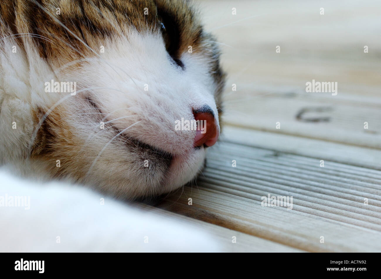 Close Up einer Tabby-Katze auf einem Deck zu legen Stockfoto